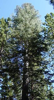 <i>Abies concolor</i> species of fir tree, native to mountains of western North America