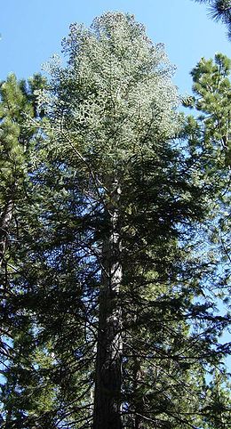 Abies concolor ssp. iowiana a Yosemite Nemzeti Parkban