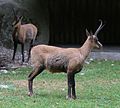 Abruzzengaemse (Rupicapra pyrenaica ornata), Tierpark Hellabrunn, München