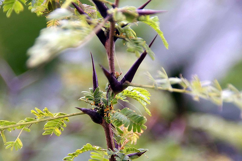 File:Acacia cornigera 5zz.jpg