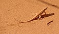 Wall lizard well adapted to hiding in the Saharan sand