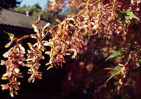 Tập_tin:Acer_micranthum_twig.jpg