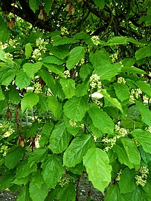 Acer tataricum arboretum Breuil 3.jpg