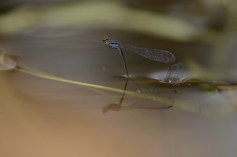 File:Aciagrion spp. egg laying from Anaimalai hills JEG8428.JPG