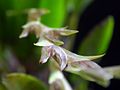 Acianthera tricarinata