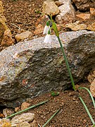 Acis longifolia