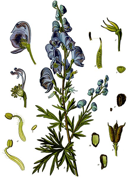 File:Aconitum napellus - Köhler–s Medizinal-Pflanzen-151.jpg