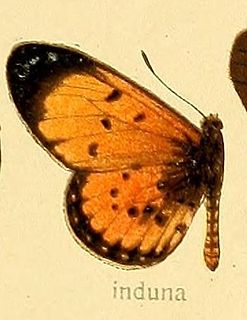 <i>Acraea induna</i> Species of butterfly