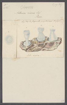Actinia nivea - - Print - Iconographia Zoologica - Special Collections University of Amsterdam - UBAINV0274 109 05 0024.tif
