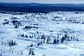 Aerial photography forest in winter.jpg