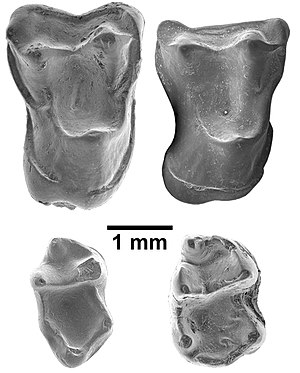 The four teeth of Afrasia djijidae