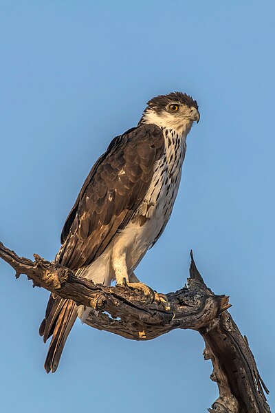 Lêer:African hawk-eagle (Aquila spilogaster).jpg