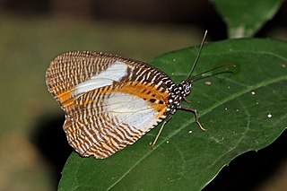 <i>Elymniopsis</i> Genus of butterflies