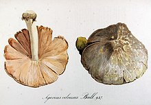 Volvariella volvacea - Wikipedia