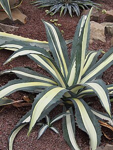 Agave americana 'Mediopicta Alba'