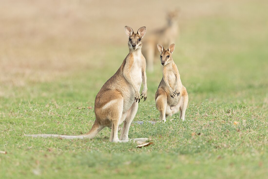 Agile wallaby