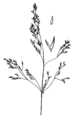 Agrostis idahoensis drawing.png