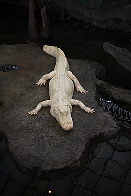 Albino Alligator mississippiensis