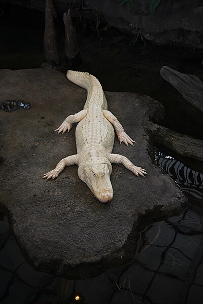 File:Albino Alligator mississippiensis.jpg