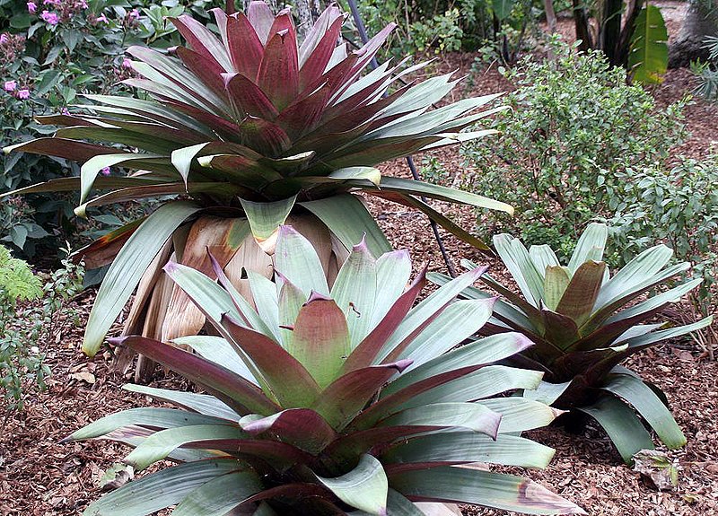 File:Alcantarea imperialis 3zz.jpg