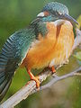 Alcedo atthis001.jpg