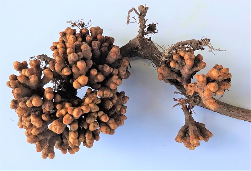 File:Alder (Alnus glutinosa) tree with root nodules, Chapeltoun, North Ayrshire.jpg