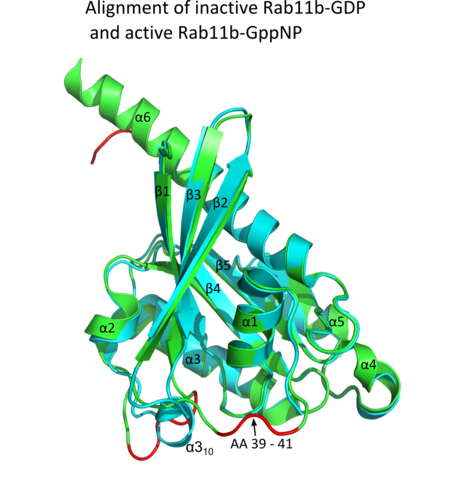 Alignment of inactive and active Rab11b (PDB-IDs: 2F9L/2F9M ). The alignment shows slight conformational differences between the GDP- and the GppNP-bound form. Major divergences are displayed in red. The Rab11b-GDP structure shows the a310 helix in the switch 2 region whereas Rab11b-GppNP does not. Rab11b-GDP model lacks in the switch 1 section 39-41. These amino acids could not be modeled from the electron density map. Due to the lack in switch 1 structure, the two states are not comparable from these models. Furthermore, the inactive state shows a truncated a-6 helix. Alignment mod.png