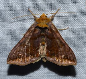 Allagrapha aerea - Unspotted Looper Moth (14115207429) .jpg