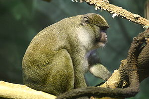 알렌원숭이(A. nigroviridis)