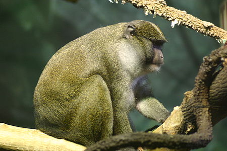 Allenopithecus_nigroviridis