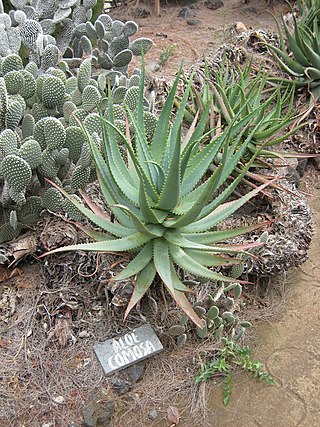 <i>Aloe comosa</i> Species of plant in the family Asphodelaceae