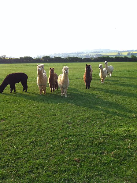 File:Alpacas near Badby Wood, Northants - geograph.org.uk - 2583533.jpg