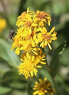 Alpine goldenrod (Solidago multiradiata) flowerhead close