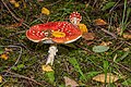 * Nomination Amanita Muscaria in the Forest of Leningrad Oblast --Florstein 07:08, 9 June 2022 (UTC) * Promotion  Support Good quality. --MIGORMCZ 15:48, 9 June 2022 (UTC)