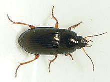 Amara familiaris1.jpg