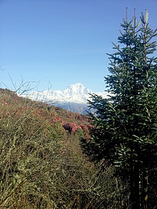 Himalaya-Tanne (Abies spectabilis) vor dem Dhaulagiri
