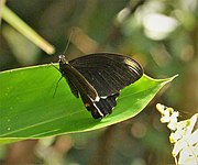 Papilio ambrax mâle