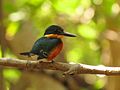 American Pygmy Kingfisher - Flickr - treegrow (1).jpg