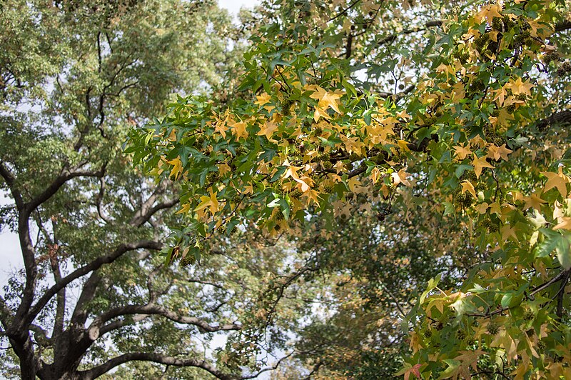 File:American sweetgum in New York Botanical Garden (80636).jpg