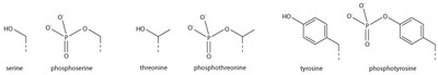 Amino acid phosphorylations.tif