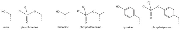 Amino acid phosphorylations.tif