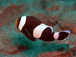 Amphiprion Species ed2.JPG