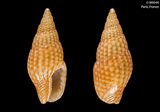 <span class="mw-page-title-main">Anachis freytagi</span> Species of gastropod