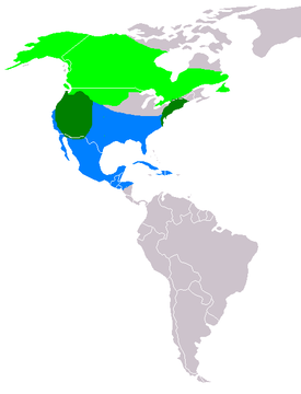Amerikantavin levinneisyys: pesimäalue vaaleanvihreällä talvehtimisalue sinisellä ympärivuotinen esiintymisalue tummanvihreällä