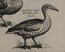 "The Hook-bill'd Duck", copper engraving by Lady Emma Willughby, from Ornithologiae Libri Tres by Francis Willughby, 1676 Anas rostro adunco, The Hook-bill'd Duck, from plate LXXV of Francis Willughby 1676, Ornithologiae libri tres.jpg