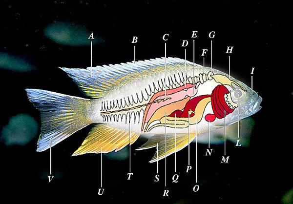 Anatomy of a typical ray-finned fish (cichlid) A: dorsal fin, B: fin rays, C: lateral line, D: kidney, E: swim bladder, F: Weberian apparatus, G: inner ear, H: brain, I: nostrils, L: eye, M: gills, N: heart, O: stomach, P: gall bladder, Q: spleen, R: internal sex organs (ovaries or testes), S: ventral fins, T: spine, U: anal fin, V: tail (caudal fin). Possible other parts not shown: barbels, adipose fin, external genitalia (gonopodium)