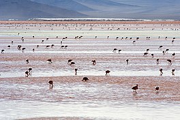Andean Flamingos Laguna Colorada Bolivia Luca Galuzzi 2006.jpg