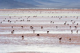 Andean Flamingos Laguna Colorada Bolivia Luca Galuzzi 2006.jpg