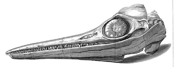 The skull of specimen NHMUK PV R1158 found by Joseph Anning in 1811