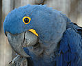 45 Anodorhynchus hyacinthinus -Hyacinth Macaw -side of head uploaded by Snowmanradio, nominated by The High Fin Sperm Whale